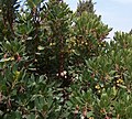 Arbutus unedo Corbezzolo