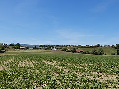 Der untere Dorfteil von Bannwil vom Aareufer