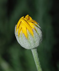 Bud of a garden chrysanthemum