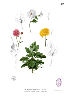 Description de l'image Chrysanthemum_morifolium_Blanco2.290.png.