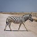 Equus quagga chapmani