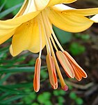 Lily with outward opening anthers