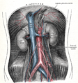 Aorte abdominale et ses branches chez l'homme