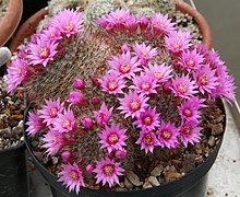 2015 Mammillaria zeilmanniana