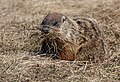 Marmotte commune dans la réserve nationale de faune du Cap-Tourmente