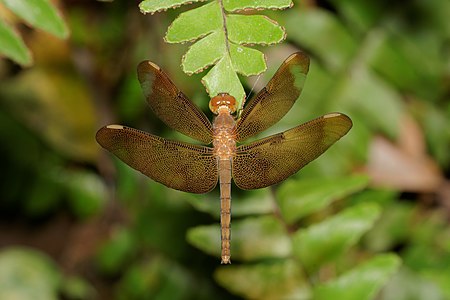 Neurothemis fulvia (പെൺതുമ്പി)