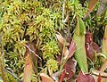 Image 35Sphagnum with northern pitcher plants at Brown's Lake Bog, Ohio, US (from Bog)