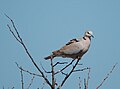 Calman-coille (Streptopelia risoria)