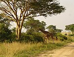 Murchison-Falls-Nationalpark