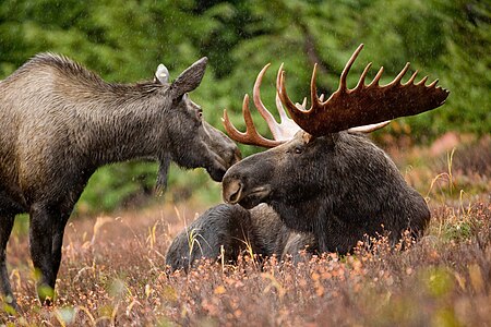 Un mâle et une femelle en Alaska.