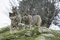 O lobo na cultura popular galega