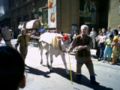 Il premio in palio, una vitella chianina