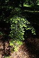 Zweig der Carolina-Hemlocktanne (Tsuga caroliniana).