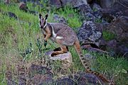 A yellow-footed rock-wallaby in the wild