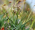 Orhidee pitică (Chamorchis alpina)