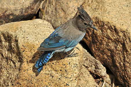 Nacia Parko Yosemite, Kalifornio