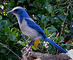 Florida Scrub Jay - Blue Spring State Park