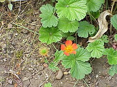 Geum coccineum