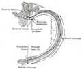 Diagrama de la trajectòria de les branques d'un nervi intercostal típic.