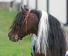 Tête d'un poney bie bridé; les crins sont ondulés et très abondants.