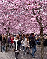 Körsbärsträden blommar i Kungsträdgården