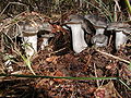 Hygrophorus marzuolus