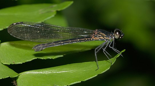 Rhinocypha bisignata (പെൺതുമ്പി)