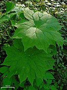 Diphylleia cymosa アメリカサンカヨウ