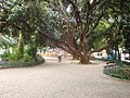 Vista do Jardim da Parada, com duas árvores da espécie Metrosideros excelsa em destaque