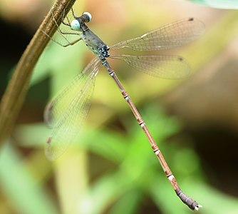 Platylestes platystylus (പെൺതുമ്പി)