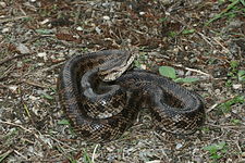 Lampropeltis calligaster