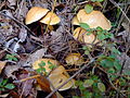 Suillus bovinus