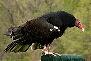 Turkey Vulture - Blue Spring State Park