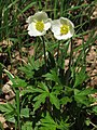 Wulki podlěsk (Anemone sylvestris)