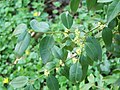 Buxus henryi