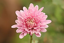 Chrysanthemum sp.