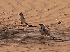 Benichab, Mauritanie