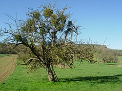 Skyline of Estissac