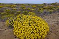 Helichrysum stoechas i sanddyner nær Cartagena