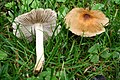 Inocybe squamata