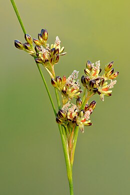 Juncus compressus - Niitvälja.jpg