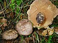 !Lactarius circellatus!