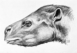 Protapirus