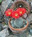 Rebutia minuscula var. minuscula (syn. R. krainziana)