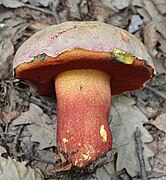 Le Bolet rouge et jaune (Rubroboletus rhodoxanthus), toxique.