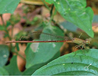 Ceriagrion olivaceum (ആൺതുമ്പി)