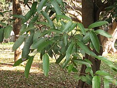 Folhagem de Hydnocarpus alpina.