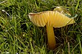 Hygrocybe chlorophana