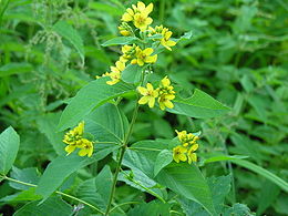 Paprastoji šilingė (Lysimachia vulgaris)