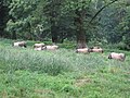 A Basque pig farm